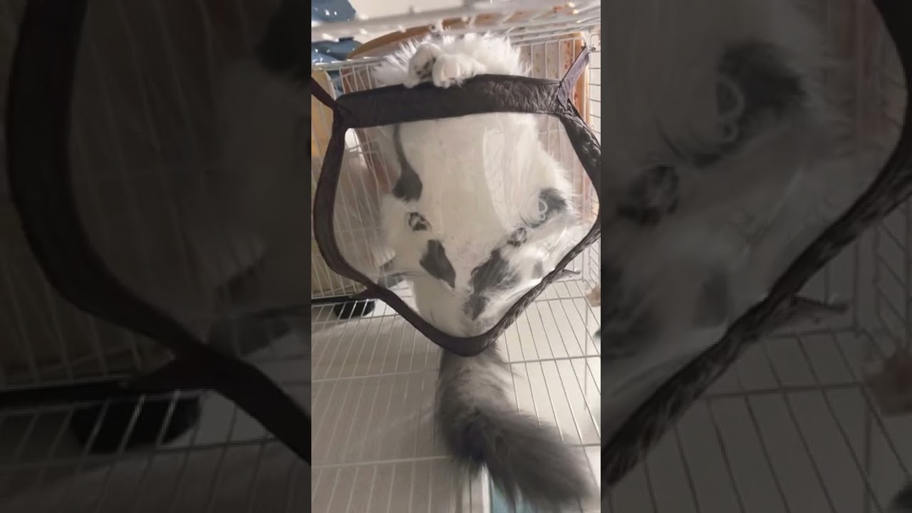 毛 #アメリカンカール