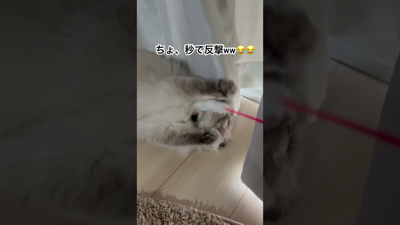 ヒマラヤンのマーベルのタップチャレンジ💪😆︎ ̖́- #猫のいる暮らし #cat #猫好きさんと繋がりたい #ヒマラヤン #shorts #マーベル