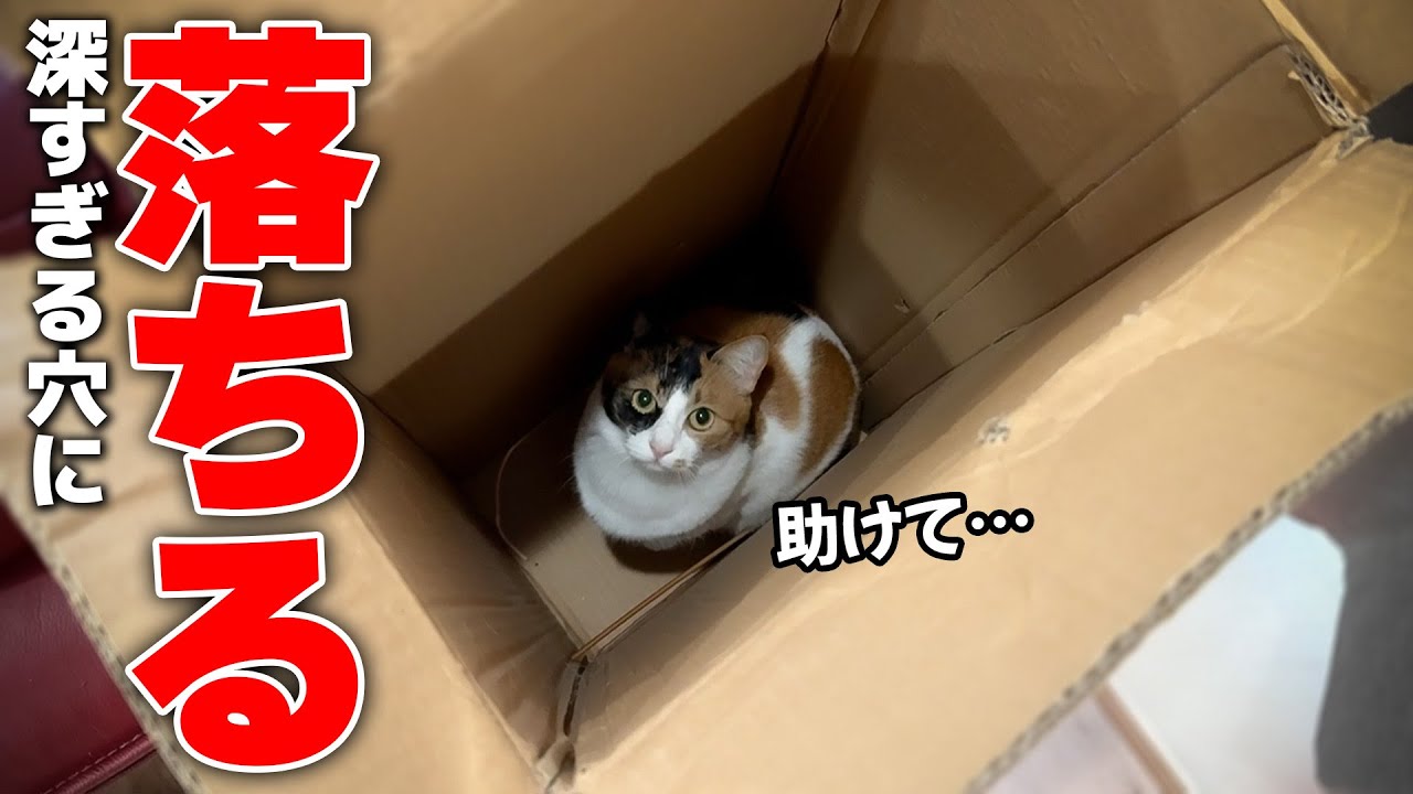 三毛猫がとんでもなく深い穴の中に落ちて出れなくなりました。【救出不可能】