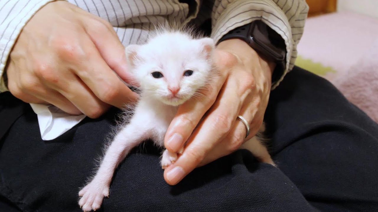 【緊急保護】栄養不足で体毛がスカスカの小さな子猫達【赤ちゃん猫　保護猫】