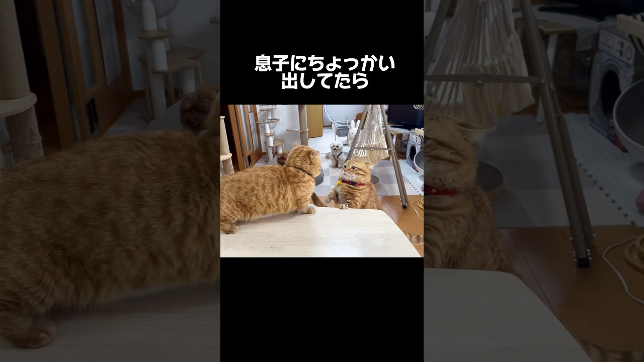 息子にちょっかい出したとこを止められたら... #猫 #マンチカン #shorts