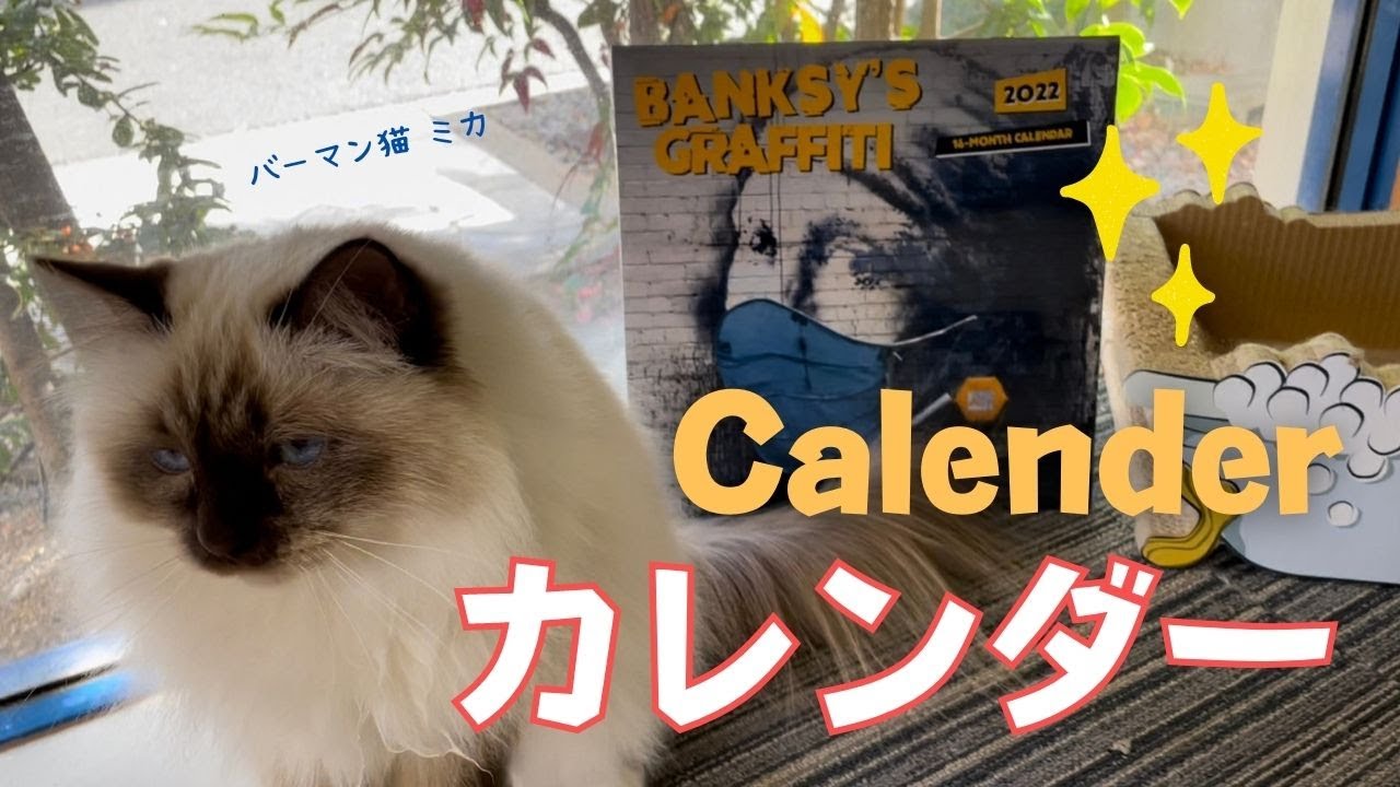 バーマン猫たちは興味があるかな？【カレンダー】Calender（バーマン猫）Birman/Cat
