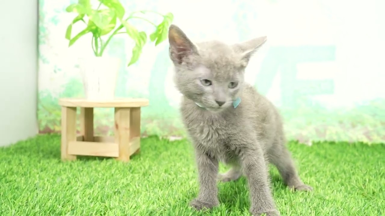 Coo&RIKU　No00675298 ロシアンブルー