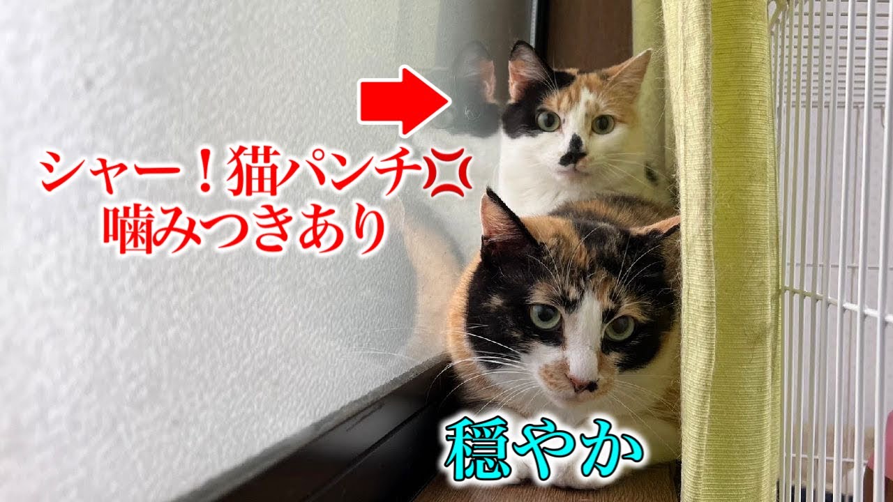 【人慣れNG！威嚇しまくり猫】保護して約3ヶ月の様子を赤裸々に伝えます
