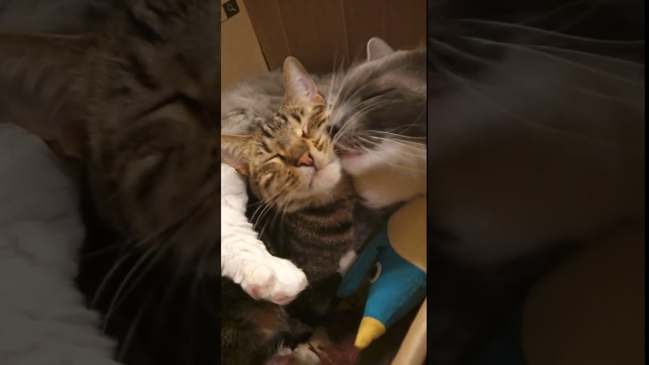 オレオとシエロ（ラパーマ）秋葉原の猫カフェ cat cafe nyanny の様子