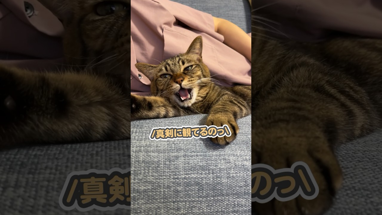 「邪魔するなぁっ」とママにガチでキレる猫