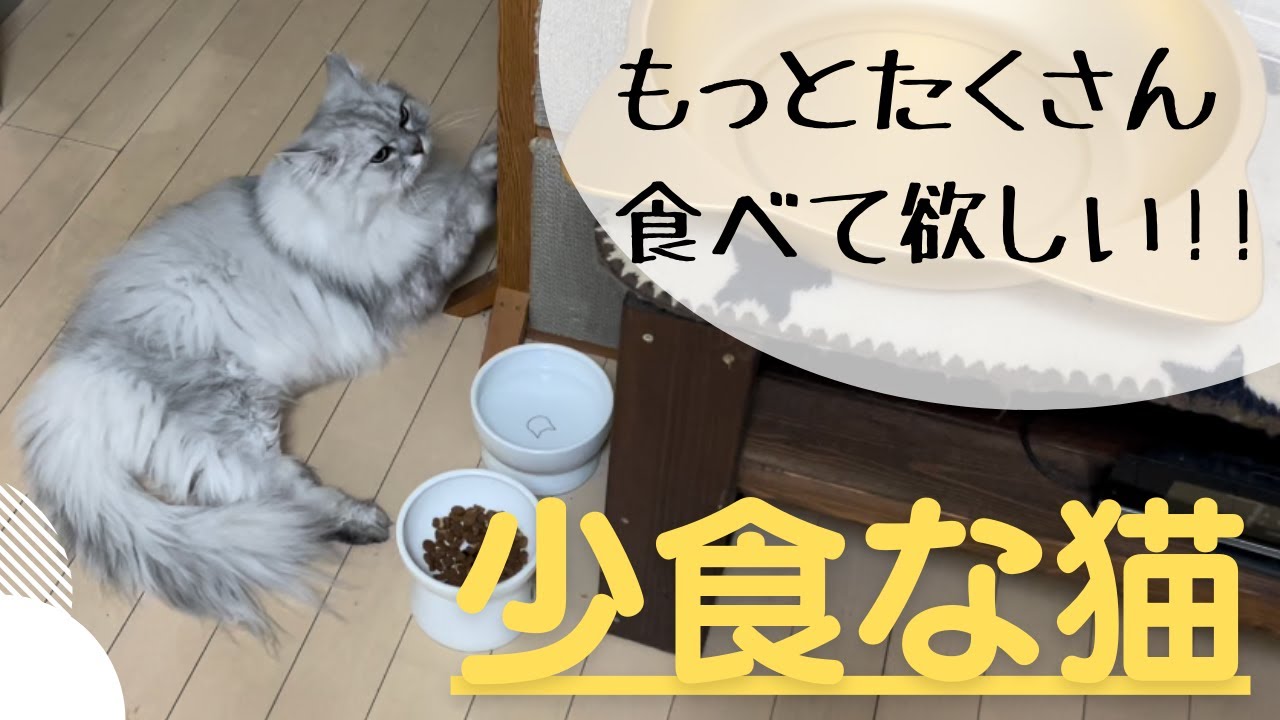 【猫品種ラガマフィン】もっとたくさん食べて欲しい！！少食な猫