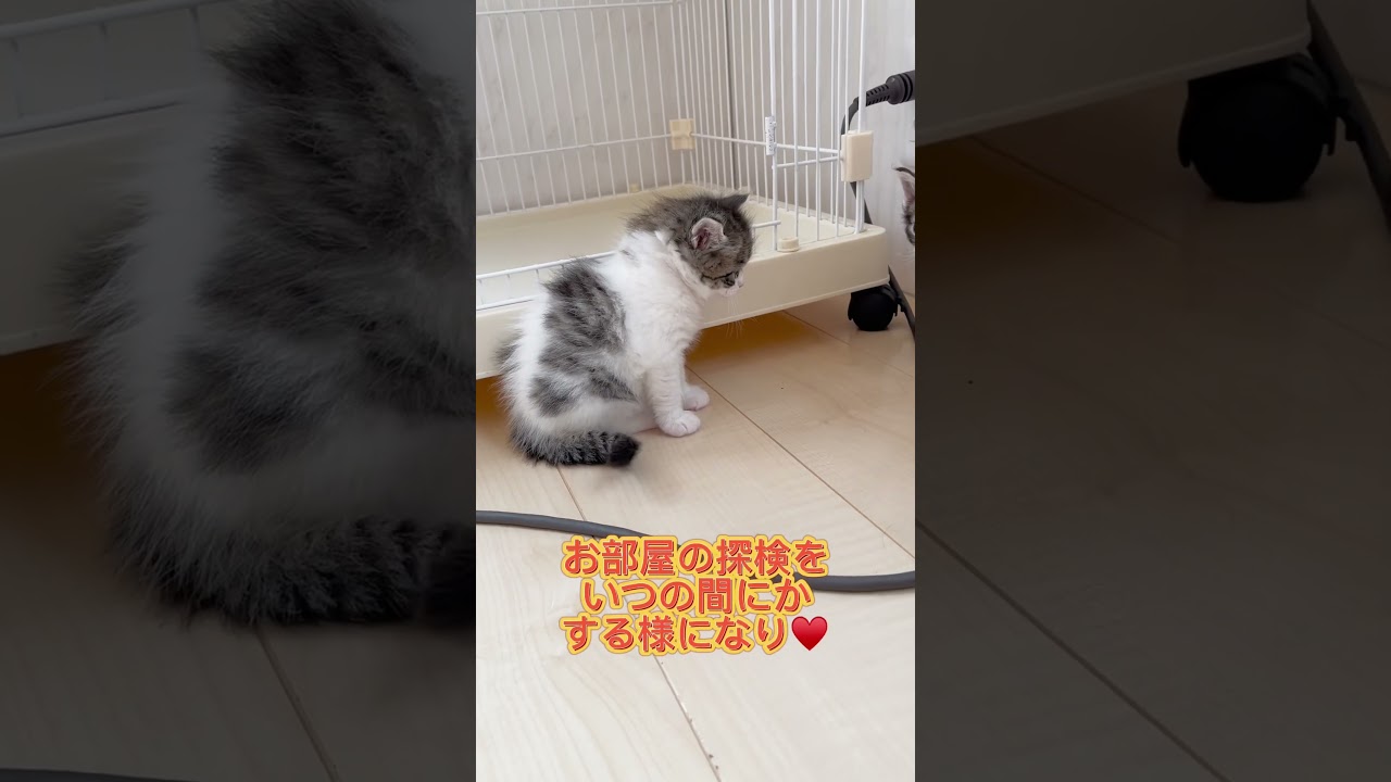 ストレートヘアのラパーマちゃん♥️ 【お問合せ詳細は説明欄に記載あります】 #ラパーマ #マンチカン #子猫 #猫 #ブリーダー直販 #ミヌエット #猫のいる暮らし #子猫販売 #猫動画