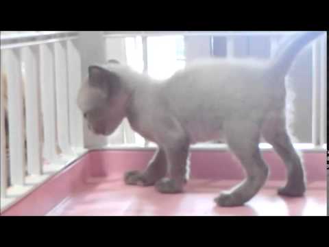 2014.12.25 きゃってりー・にゃお トンキニーズ仔猫紹介
