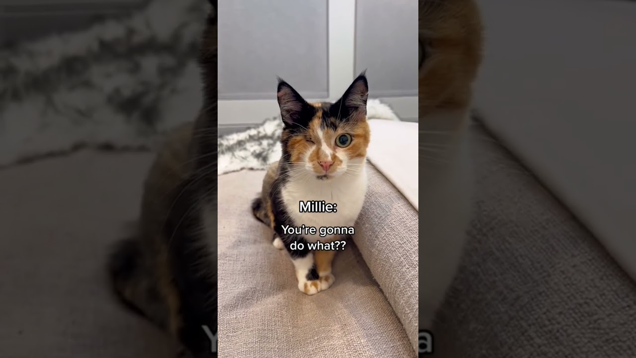 TELLING MY CATS WE’RE ADOPTING A DOG 😂 #shorts