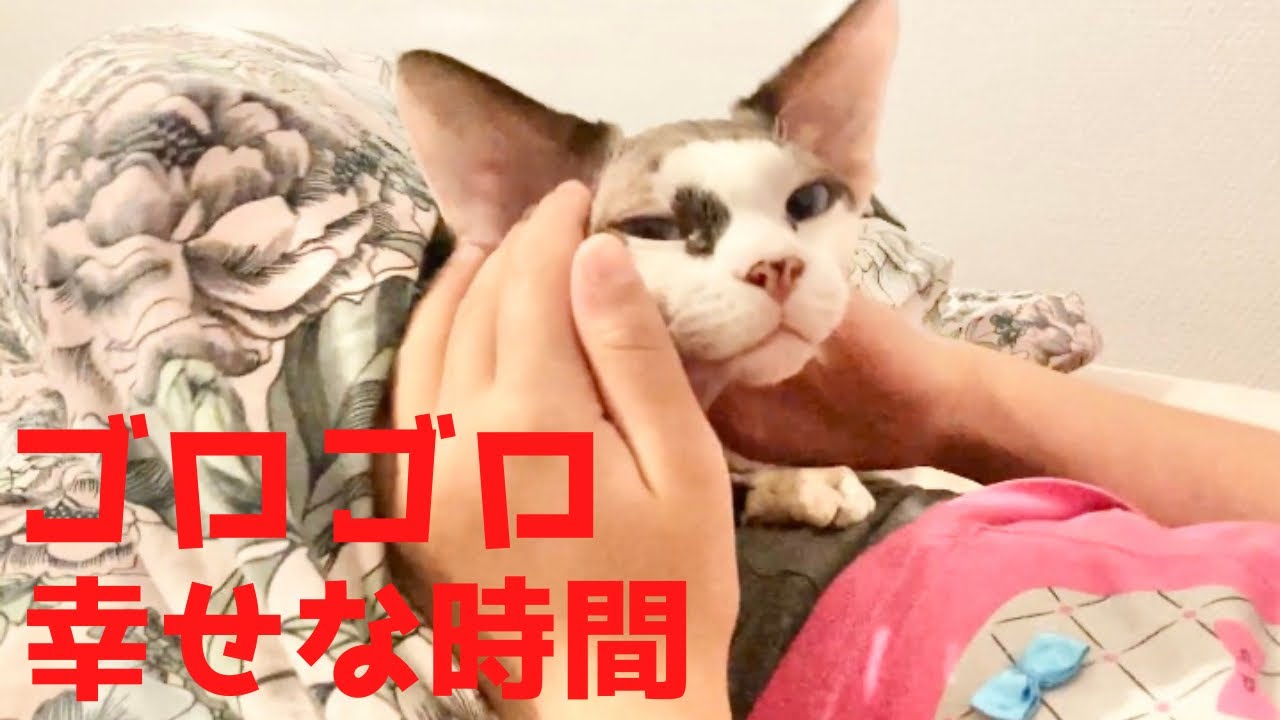 92:ゴロゴロ喉を鳴らし幸せを感じるスフィンクス猫ヨーダ