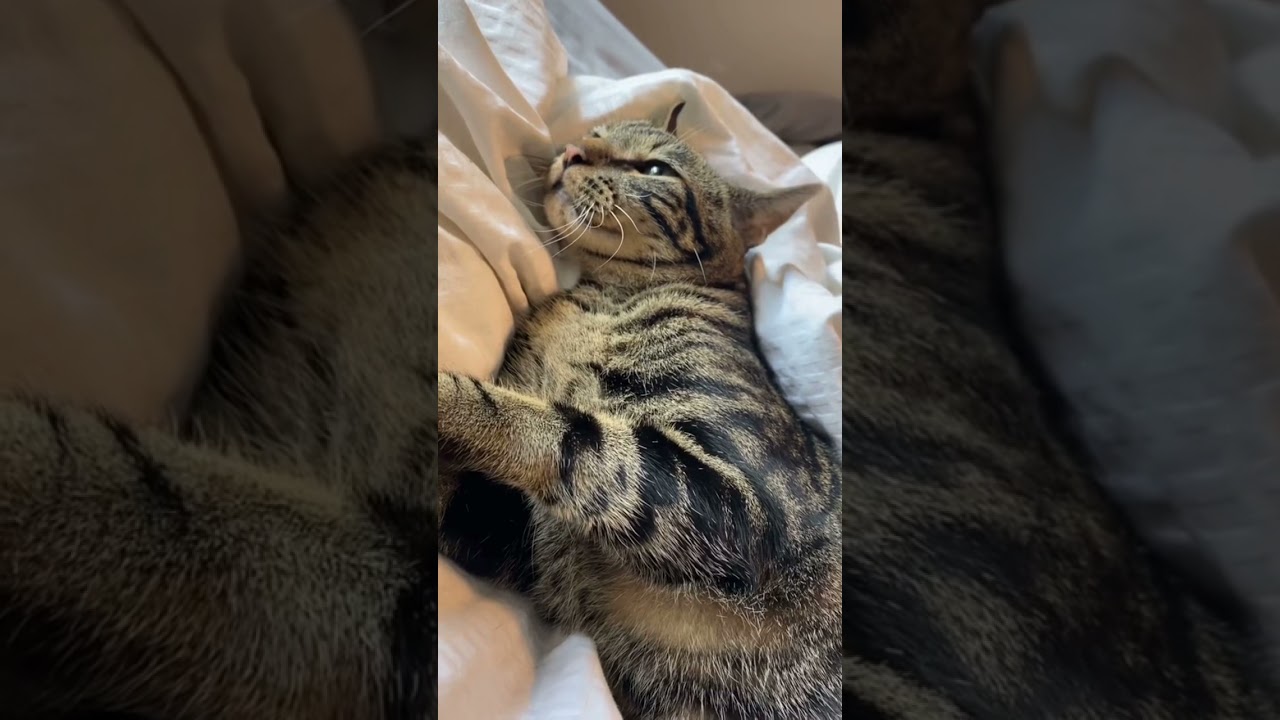 The way chase got excited when I told him “let’s get Starbucks” #shorts