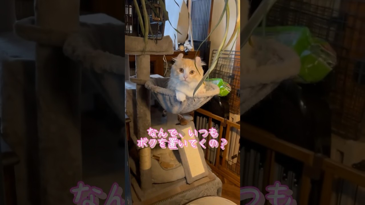 【キンカロー】置いてけぼり毛玉【マンチカール】#キンカロー #猫