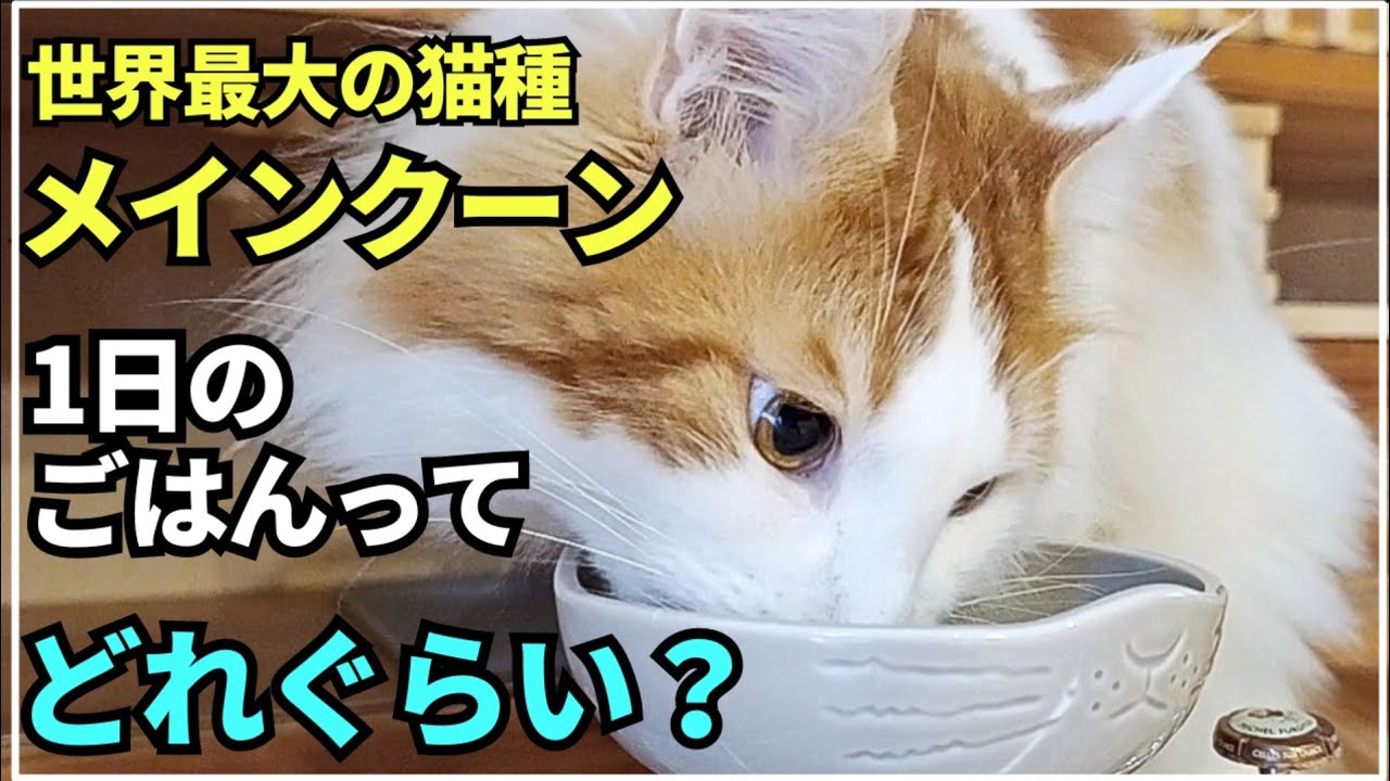 大型猫メインクーンのご飯事情はこんな感じ