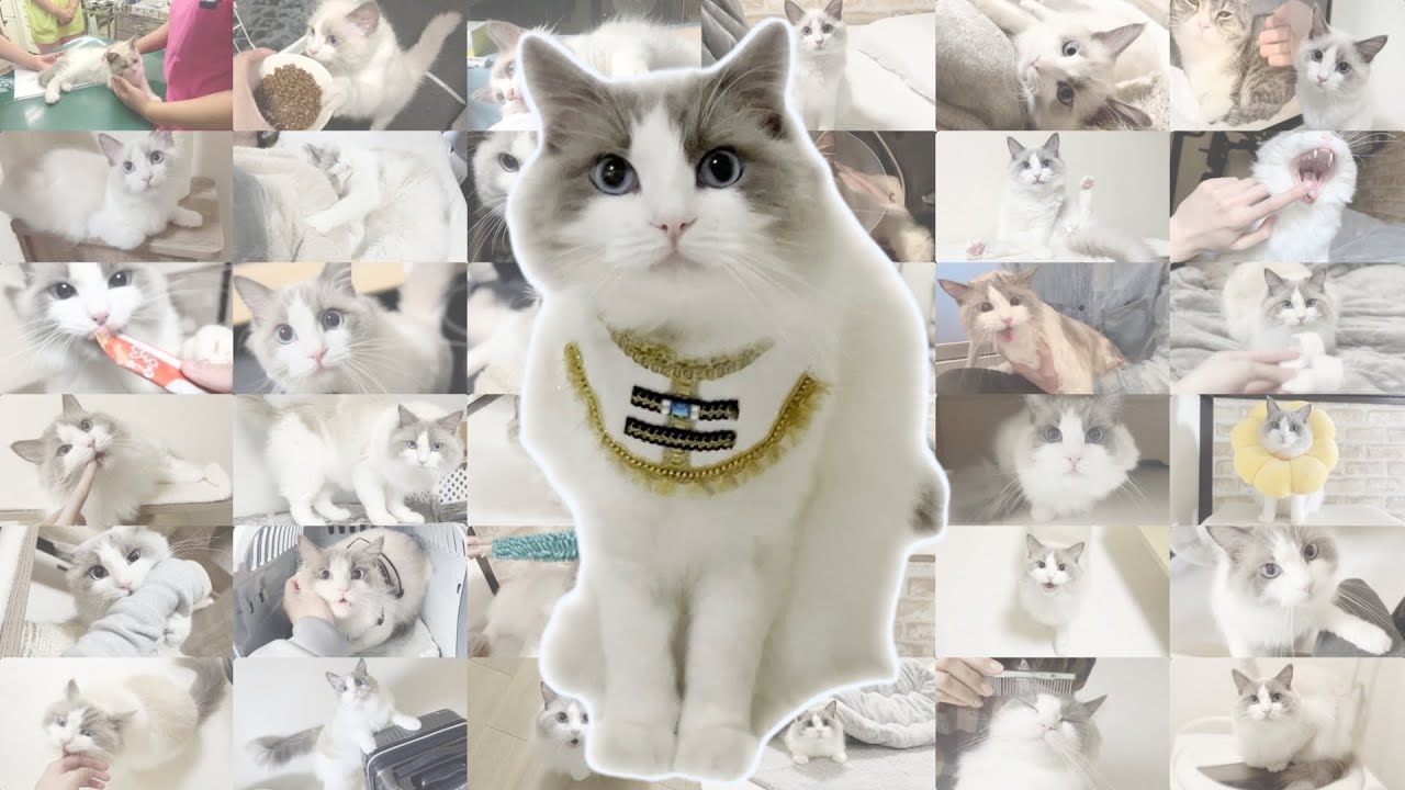 【総集編】ラグドール猫が生まれてから3年間の成長記録をまとめました！