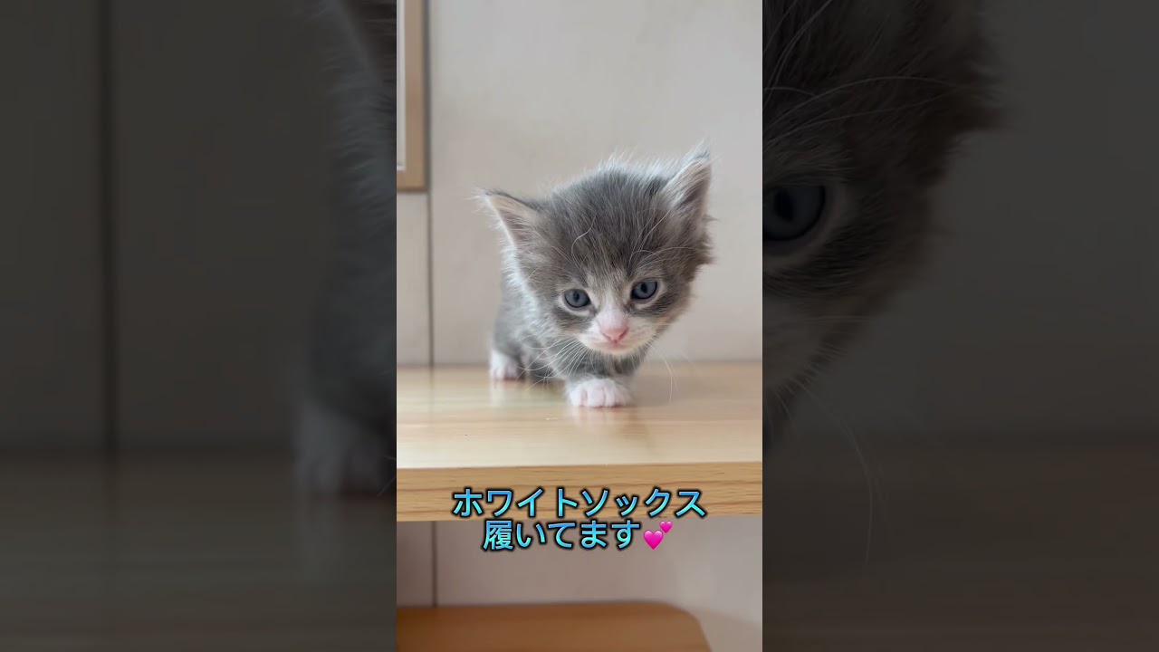 可愛いハチワレラパーマちゃん♂ストレートヘア【お問合せ詳細は説明欄に記載あります】#ブリーダー直販 #ラパーマ #マンチカン #ミヌエット #子猫販売 #猫のいる暮らし #猫 #子猫