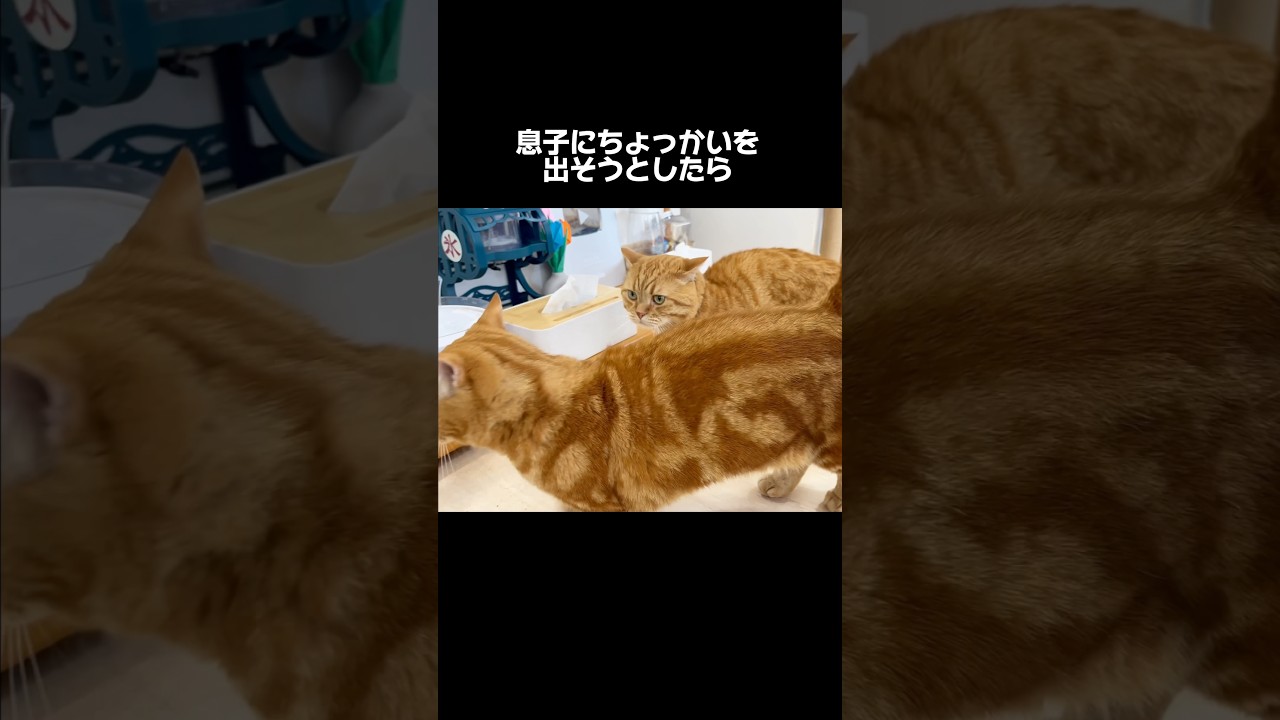 息子にちょっかい出そうとしたら... #猫 #マンチカン #shorts