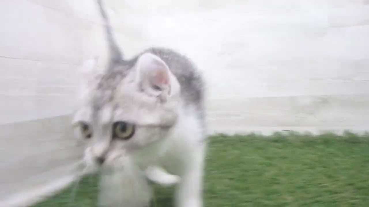 Coo&RIKU　No00676802 アメリカンカール