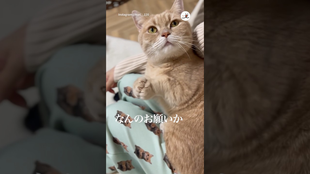 ニャンコからのお願いごと🥺🙏｜PECO #甘えん坊 #甘える猫 #マンチカン #猫 #愛猫家 #猫のいる暮らし #munchkin #cat #catlover #catlife