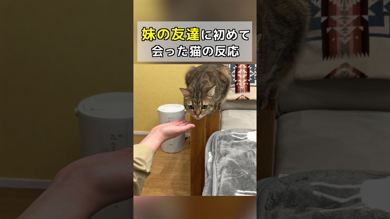 妹の友達に初めて会った猫の反応がこちら！