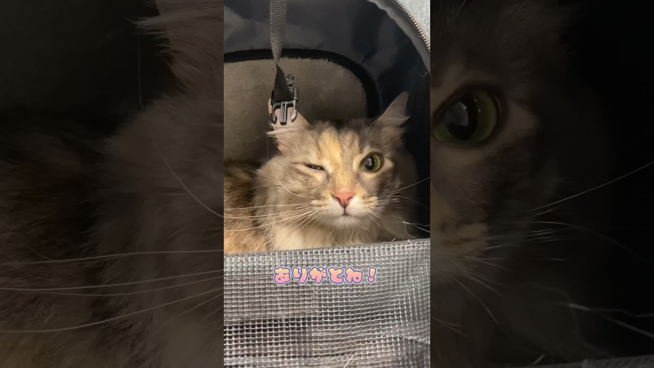 帰っていいか不安になるノルウェージャンフォレストキャット