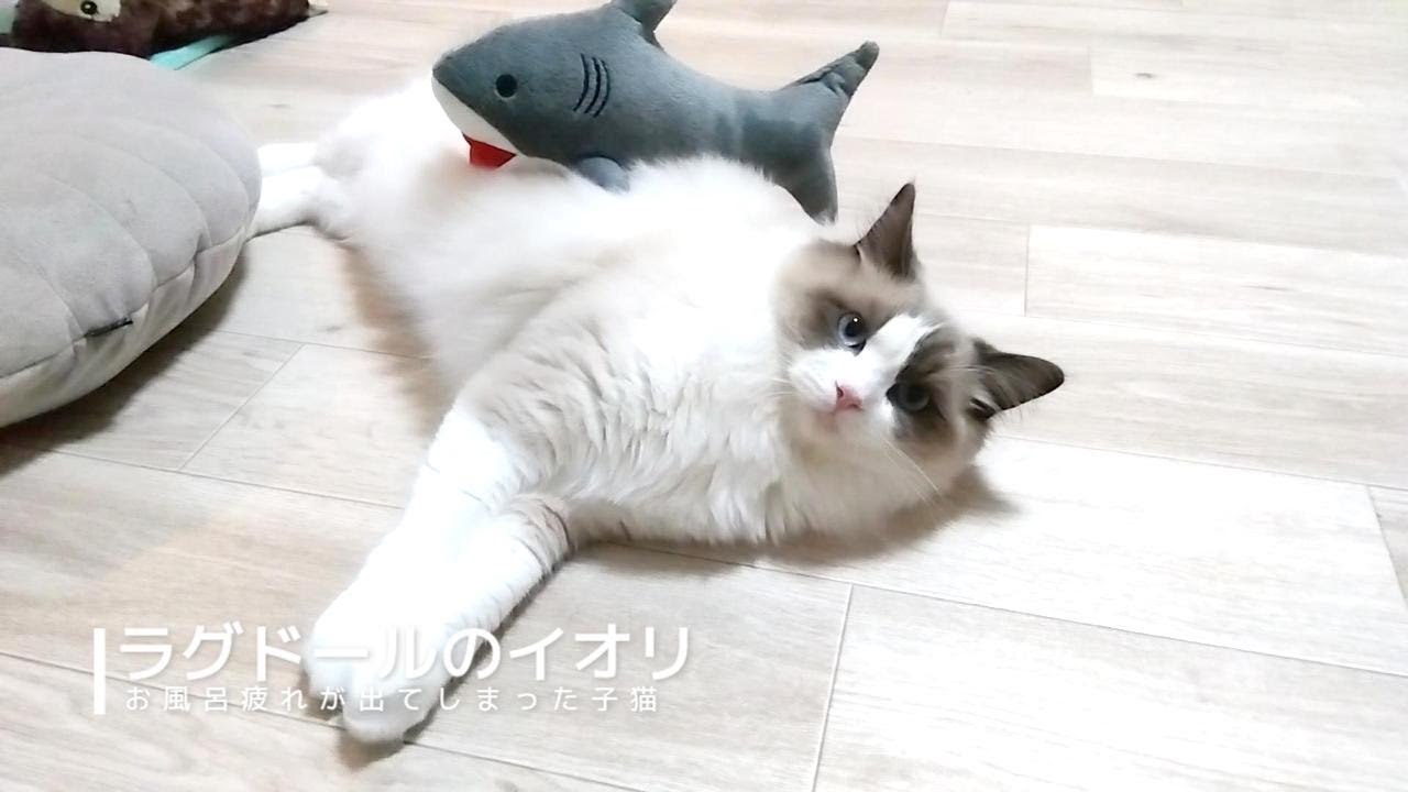 【ラグドール】お風呂疲れが出てしまった子猫