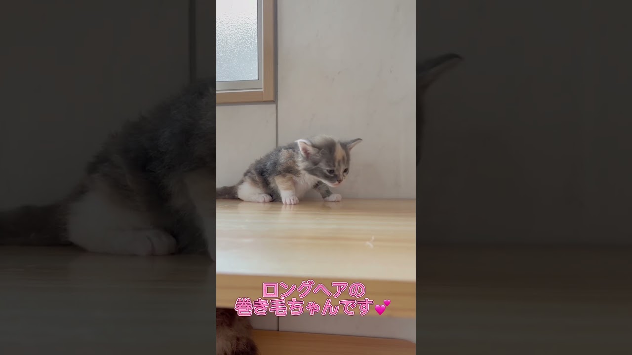 ラパーマの淡い三毛ちゃん女の子❤️ 【お問合せ詳細は説明欄に記載あります】 #ブリーダー直販 #ラパーマ #猫 #マンチカン #ミヌエット #子猫 #猫のいる暮らし #子猫販売