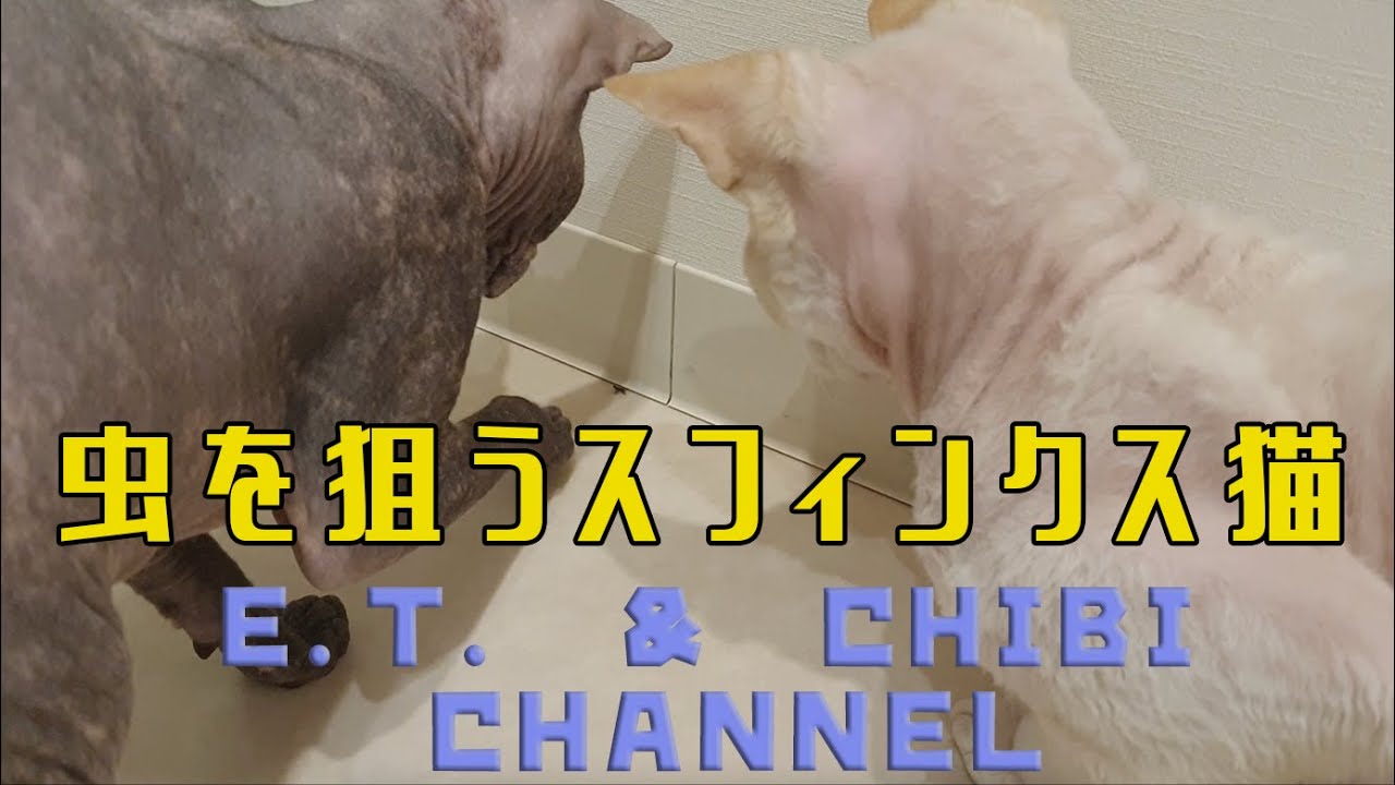 虫を必死で捕まえるスフィンクス猫【Sphinx cat catching insects】