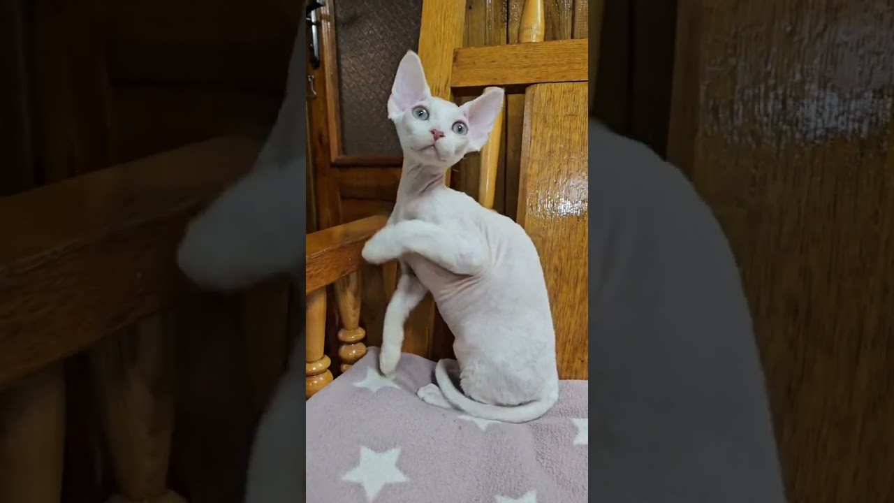 White Devon Rex Kitten Snow with Yellow Eyes