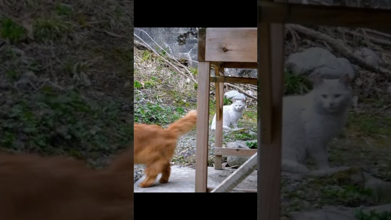 茶猫と白猫の初対面  The first meeting of a brown cat and a white cat. Apr. 2013 #catshorts