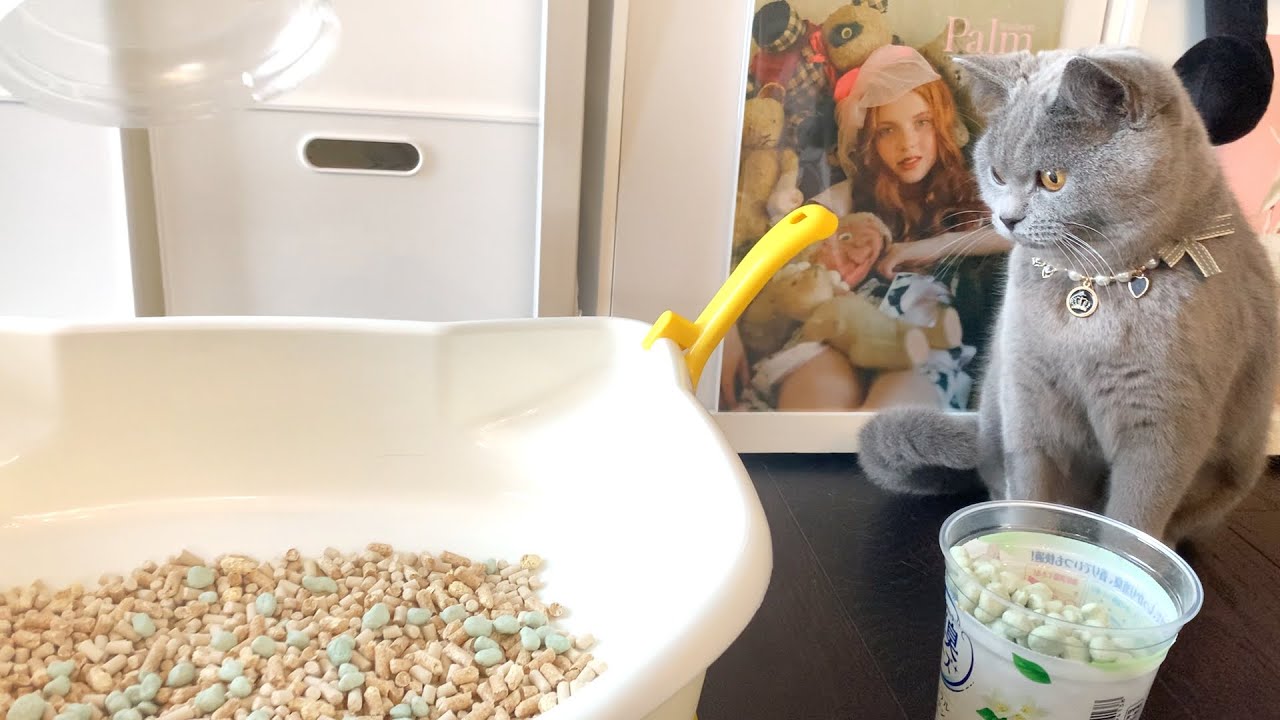 トイレの消臭対策をしたら…【シャルトリュー】