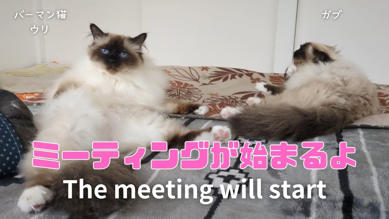 バーマン猫ウリとガブとラフとミカ【ミーティングが始まるよ】The meeting will start（バーマン猫）Birman/Cat