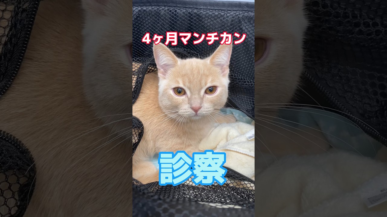 頻回嘔吐する4ヶ月のマンチカンが動物病院にやってきた！