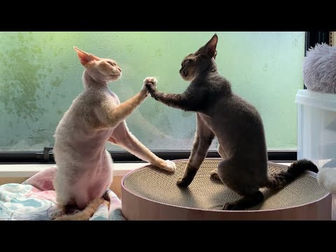 シャワーの後で戯れあいを始めるデボンレックス兄弟が可愛いです(Devon Rex brothers playing together after taking a shower)