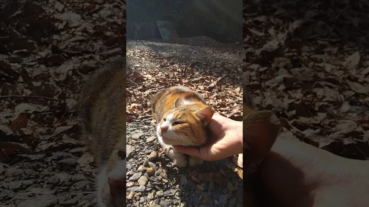 スフィンクス座りな猫さん【うっとり】 -Stray cat that sits like a sphinx.-