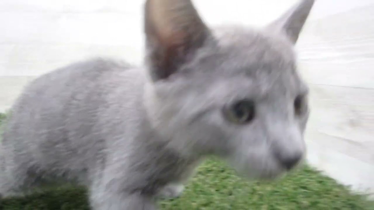 Coo&RIKU　No00674043 ロシアンブルー