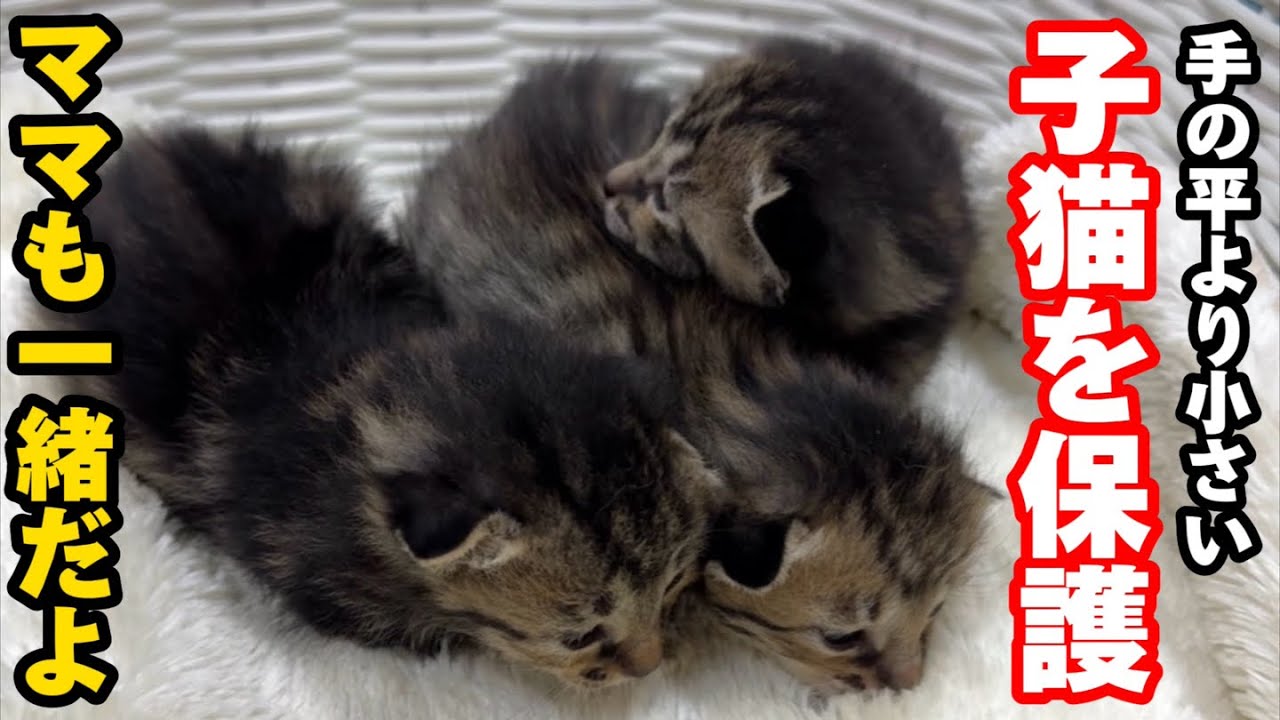 手の平より小さい子猫と母猫を一緒に保護しました