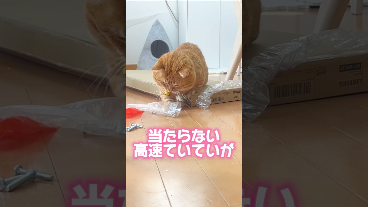 当たらない高速ていていがかわいすぎる！ #猫 #マンチカン #shorts
