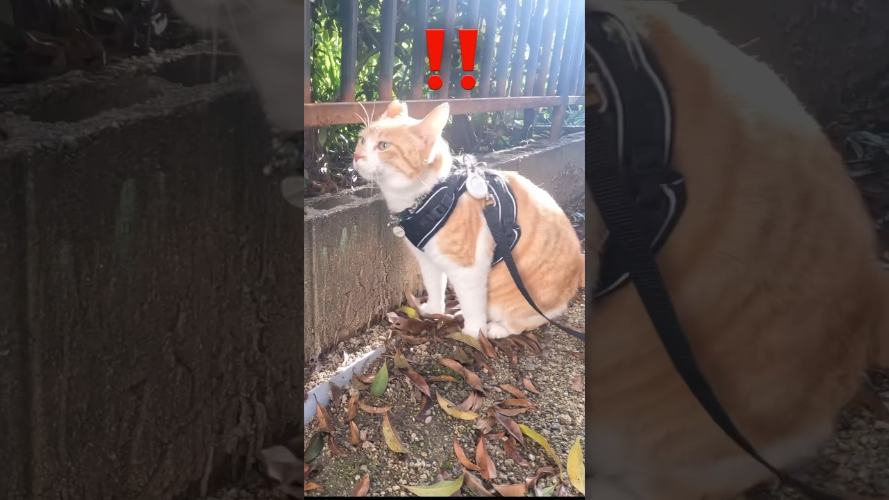 そんなとこで何をやっているんだ？ #元野良猫チャチャ #猫武将 #猫侍 #ねこ #ネコ #cat #チャチャ