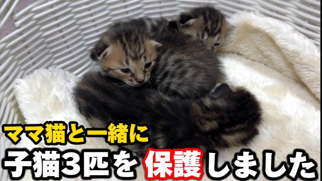 野良の子猫3匹と母猫を一緒に保護したら翌日嬉しい出来事が…