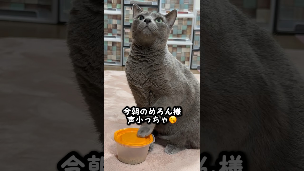 【ロシアンブルー】今朝のめろん...声小っちゃ🫢【猫】#shorts