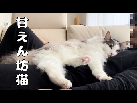 飼い主と片時も離れたくない猫【メインクーン】