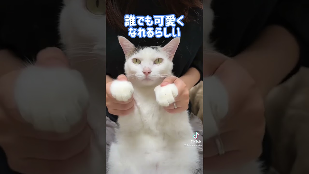 チロさんも可愛くなれるかな？ #shorts