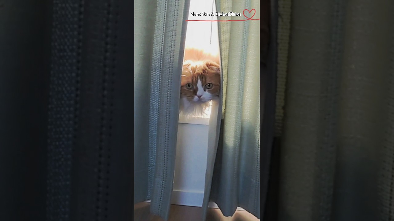 【マンチカン】女王猫の登場はこんな感じです 【犬と猫、両方飼ってると毎日かわいい♥】
