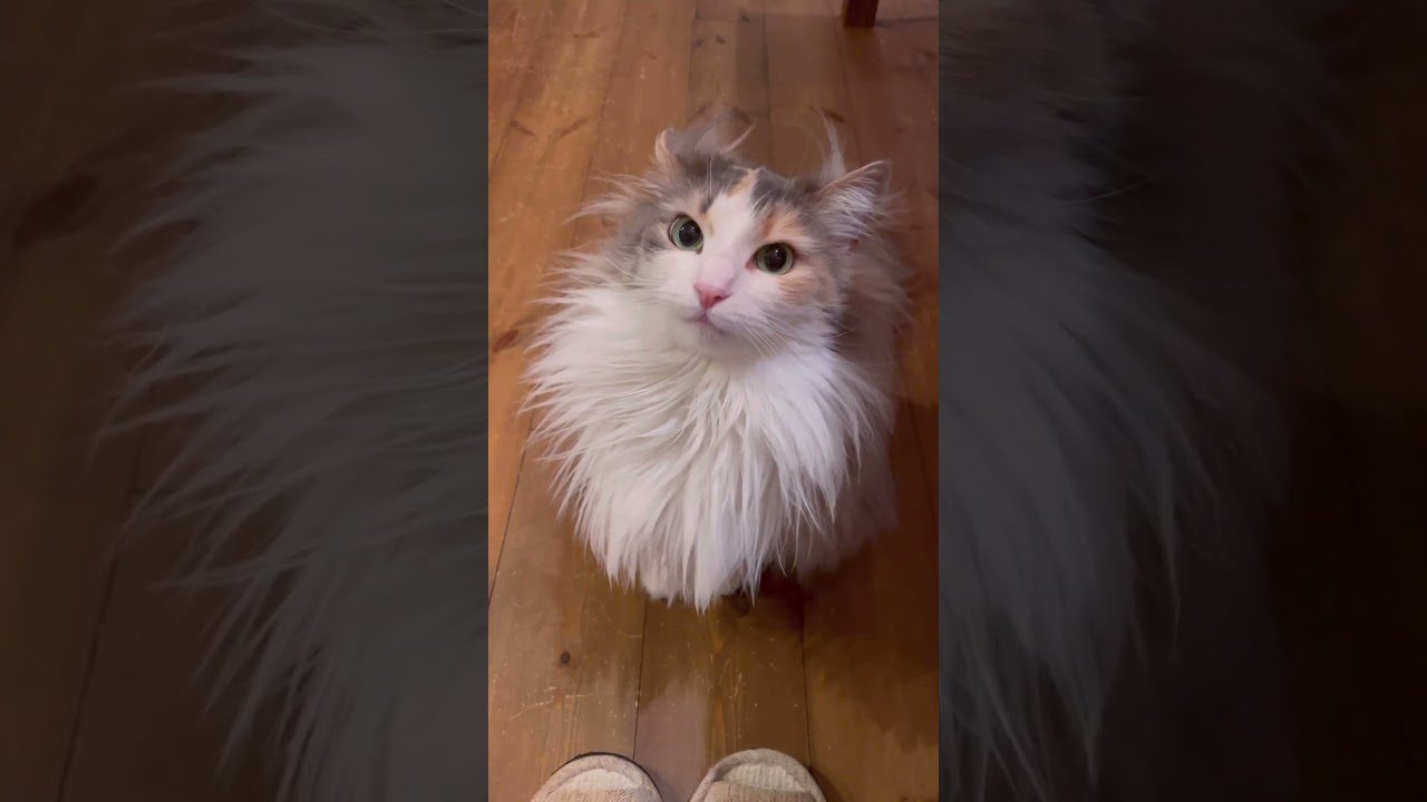 パリスはお喋りさんです♡#パリス#ノルウェージャンフォレストキャット #cat