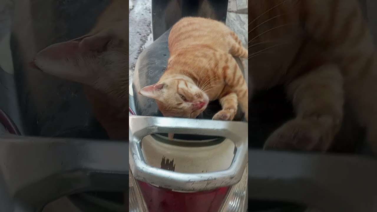 brown cat so sweet #animallover #browncat #shorts
