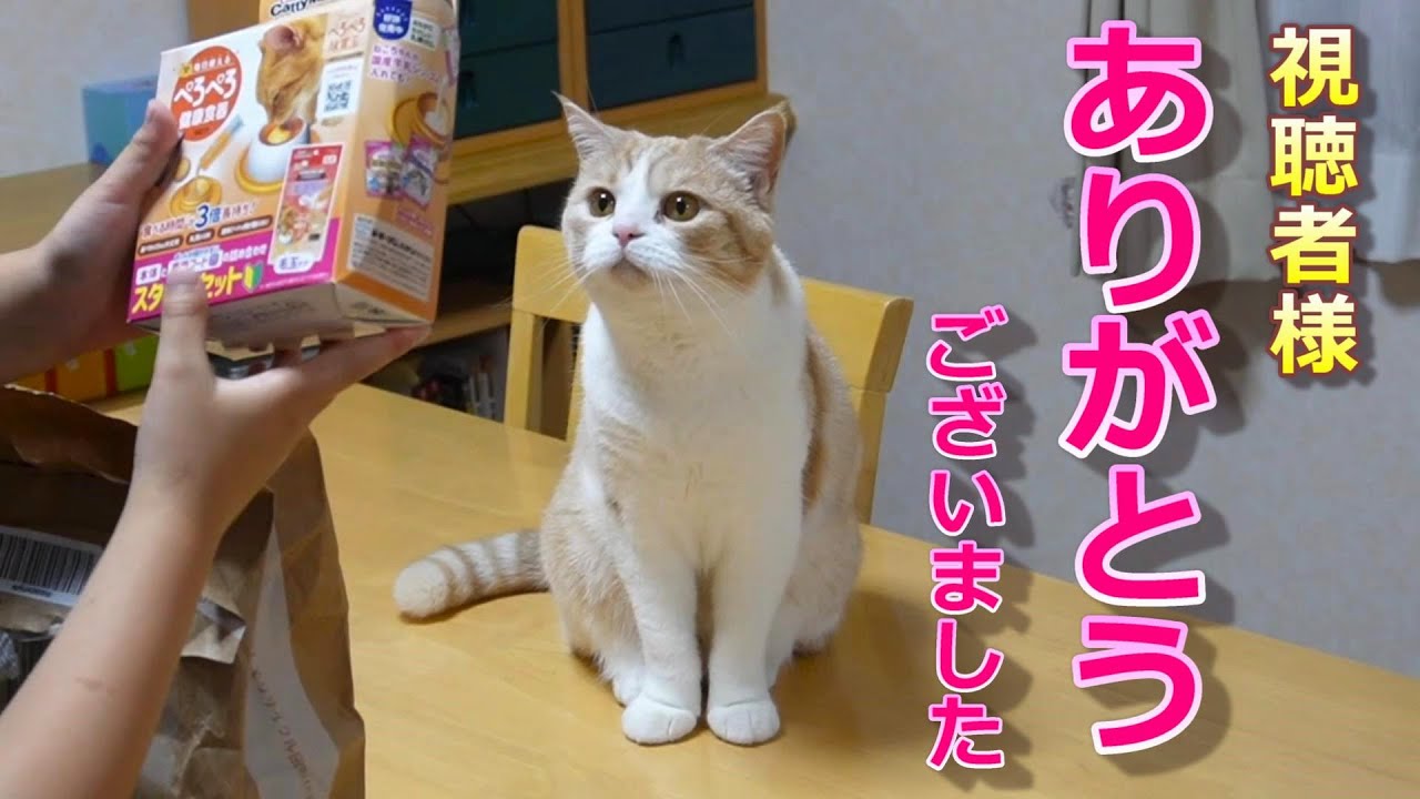 視聴者様からの贈り物【スコティッシュフォールド】【アビシニアン】