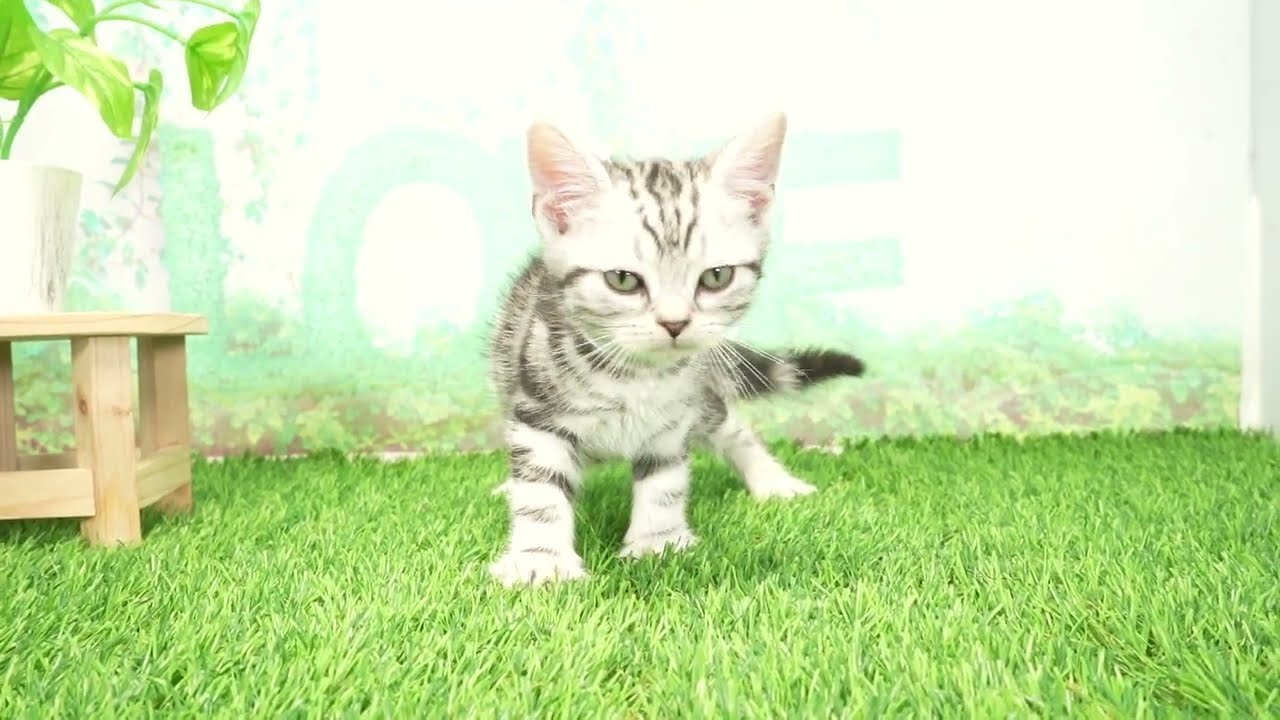 Coo&RIKU　No00674732 アメリカンショートヘアー