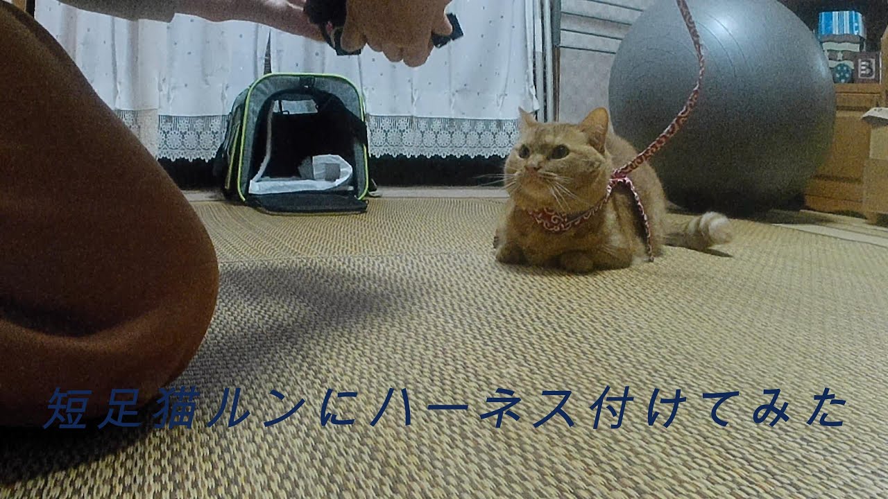 短足猫ルンにハーネスつけてみた#猫かわいい#マンチカン#ねこ#短足マンチカン#短足猫#マンチカン短足