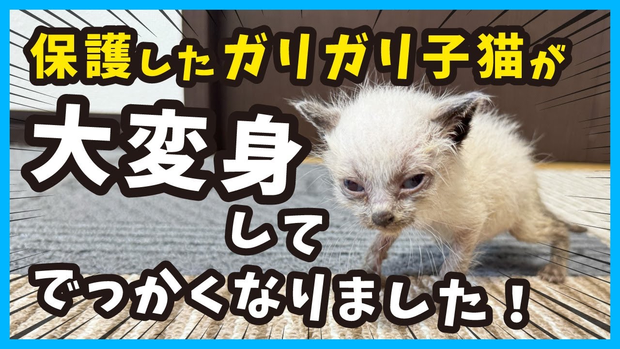 【衝撃的な子猫の成長】瀕死で痩せていた子猫が２ヶ月で立派に成長しました。（冬81）